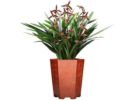 綠植租擺
